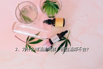 2、為什么啤酒能喝胖，而白酒卻不會？