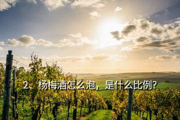 2、楊梅酒怎么泡，是什么比例？