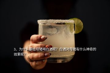 3、為什么要給母豬喝白酒呢？白酒對(duì)母豬有什么神奇的效果呢？