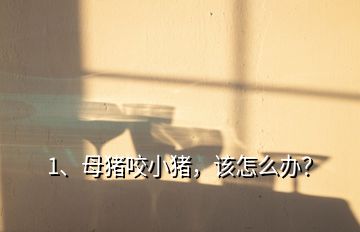 1、母豬咬小豬，該怎么辦？