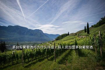 茅臺有葡萄酒嗎為什么抖音上有人說加盟茅臺葡萄酒廠