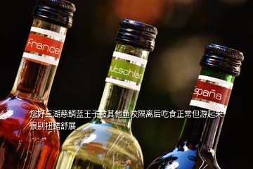 您好三湖慈鯛藍(lán)王子被其他魚(yú)咬隔離后吃食正常但游起來(lái)很別扭鰭舒展