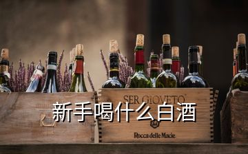 新手喝什么白酒