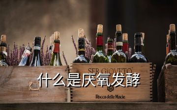 什么是厭氧發(fā)酵