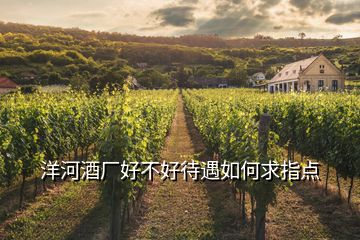 洋河酒廠(chǎng)好不好待遇如何求指點(diǎn)