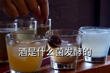 酒是什么菌發(fā)酵的