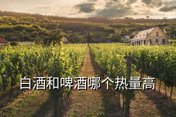 白酒和啤酒哪個熱量高