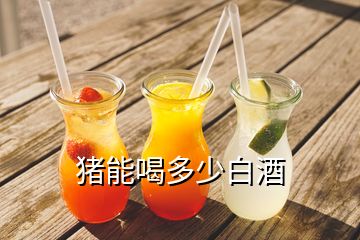 豬能喝多少白酒