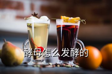 酵母怎么發(fā)酵的