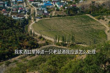 我家酒缸里掉進(jìn)一只老鼠酒我應(yīng)該怎么處理