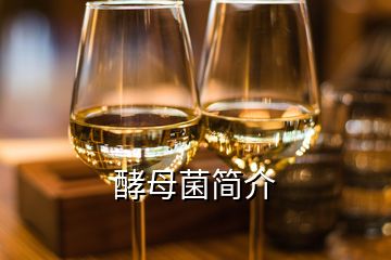 酵母菌簡(jiǎn)介