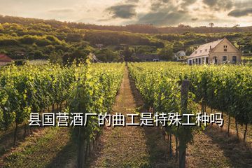縣國營酒廠的曲工是特殊工種嗎