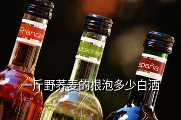 一斤野蕎麥的根泡多少白灑