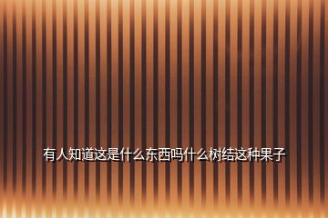 有人知道這是什么東西嗎什么樹(shù)結(jié)這種果子