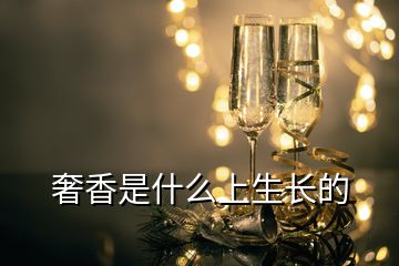 奢香是什么上生長(zhǎng)的