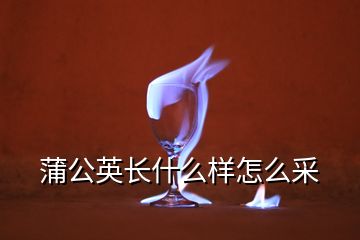 蒲公英長什么樣怎么采