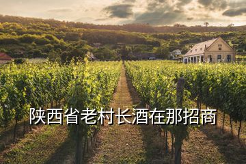 陜西省老村長(zhǎng)酒在那招商