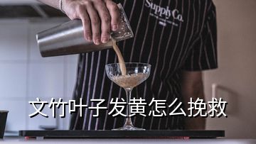 文竹葉子發(fā)黃怎么挽救