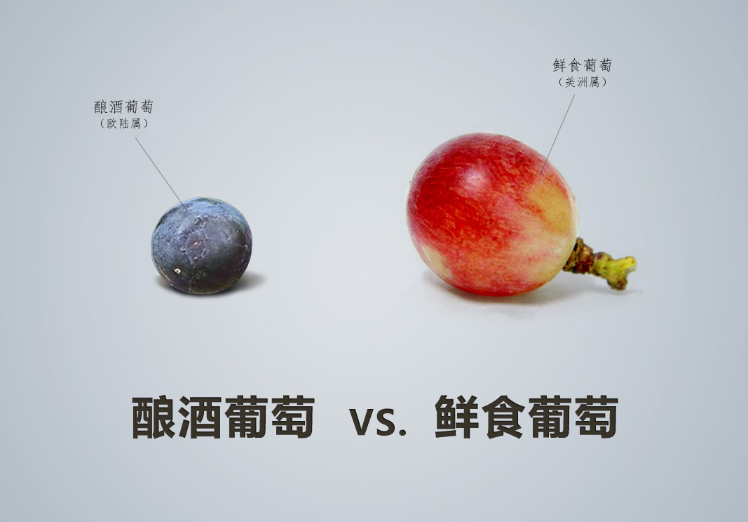 紅酒品種怎么認(rèn)，從葡萄品種入手這是最基本的方法