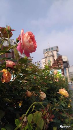 鷹潭潭花30年價格(鷹潭市潭花價格)