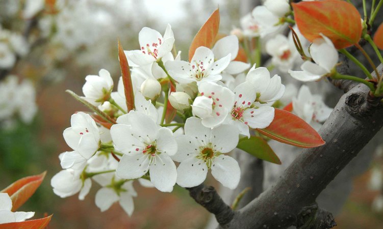 山西應縣梨花春酒價格(應縣梨花春酒系列價格)