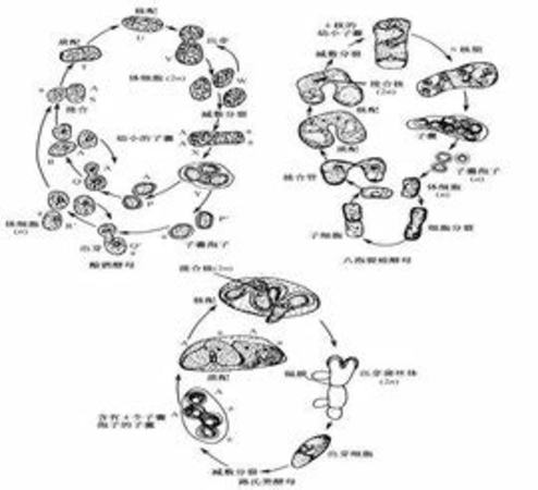 釀水果酒什么代替酵母,果酒酵母用什么代替