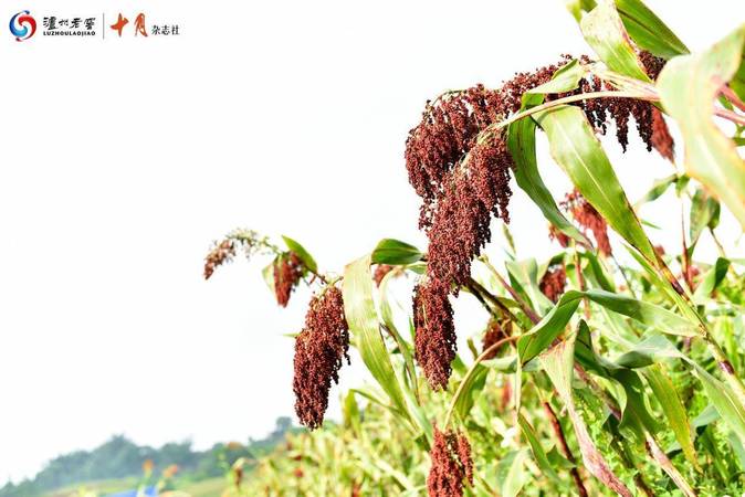 紅高粱瀘州老窖(瀘州老窖 紅高粱)