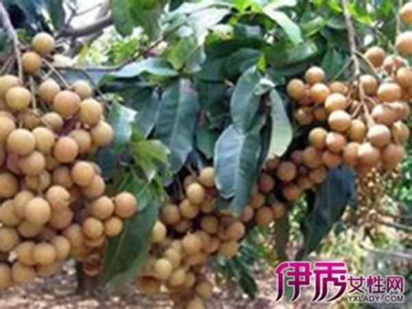 金櫻子桂圓肉泡酒的功效,關(guān)鍵詞