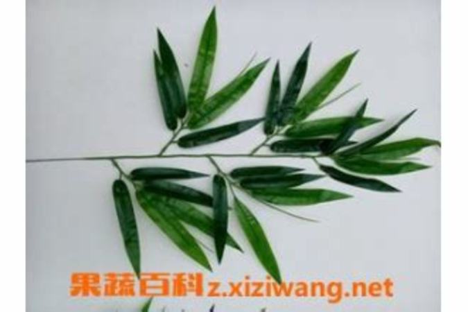 竹子里面怎么會(huì)有酒,竹筒酒是怎么被裝進(jìn)竹子里的