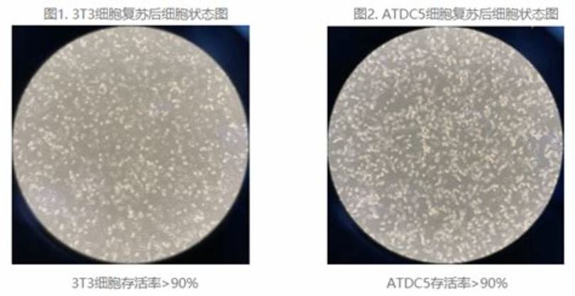 哪里學竹酒技術,竹酒種出致富路