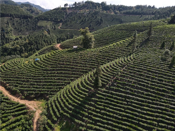 廣西偏遠小屯的“致富密碼” ——國晶酒業(yè)成鄉(xiāng)村振興“模范樣本”